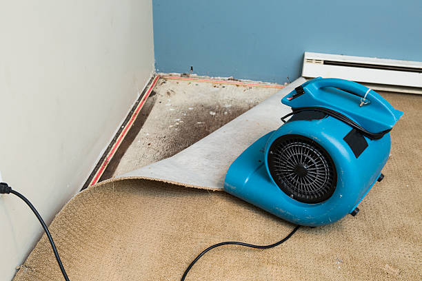 Best Water damage contractors near me  in Jekyll Island, GA